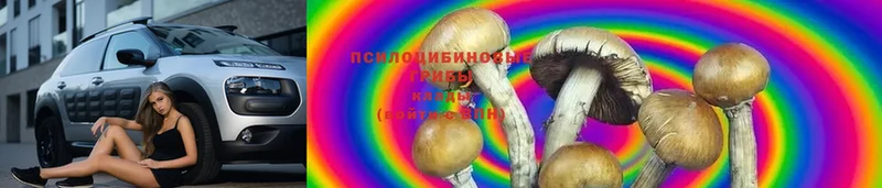 наркотики  Кукмор  Галлюциногенные грибы Psilocybe 